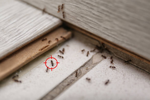Best Local Pest Control Services  in Warm Springs, OR